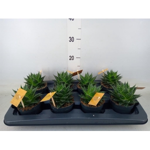 xGasteraloe  'Aurora'