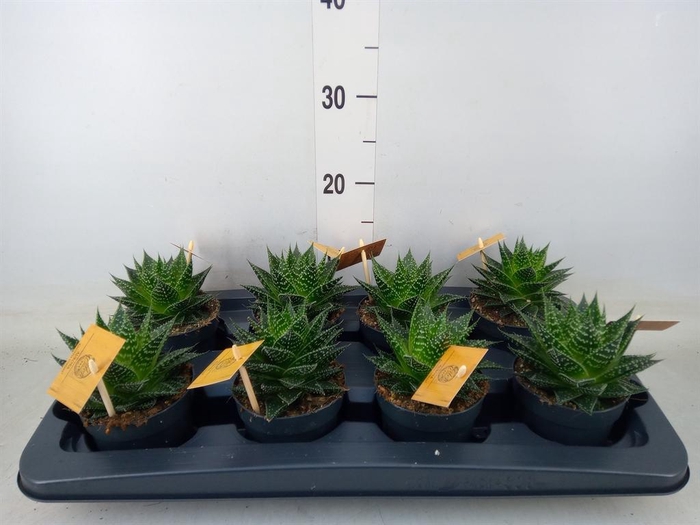 <h4>xGasteraloe  'Aurora'</h4>