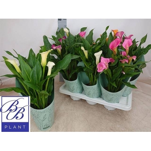 ZANTEDESCHIA MIX P14