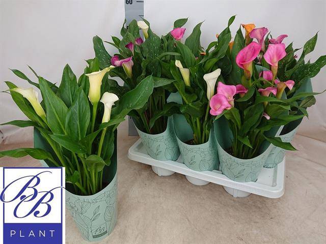 <h4>ZANTEDESCHIA MIX P14</h4>