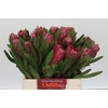 Protea Lancelot
