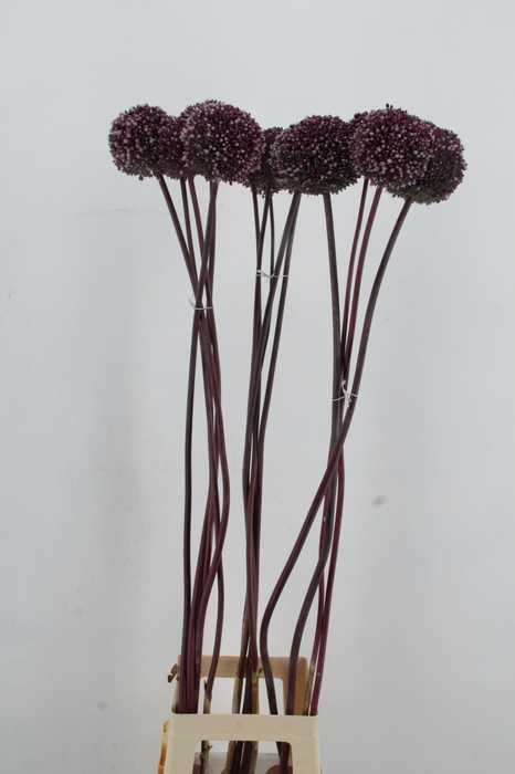 <h4>ALLIUM SUMMER DRUMMER XXL</h4>