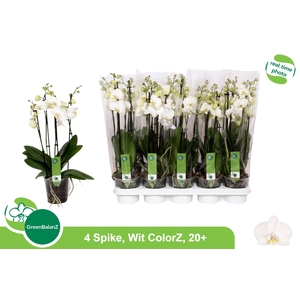 .Phalaenopsis overig wit