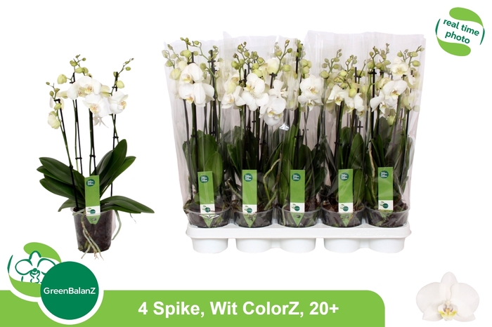 <h4>.Phalaenopsis overig wit</h4>
