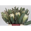 Protea Barbigera Ruby Princess Air