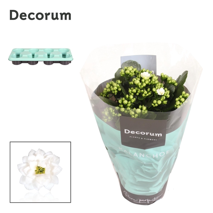 <h4>Kalanchoe Decorum - White</h4>