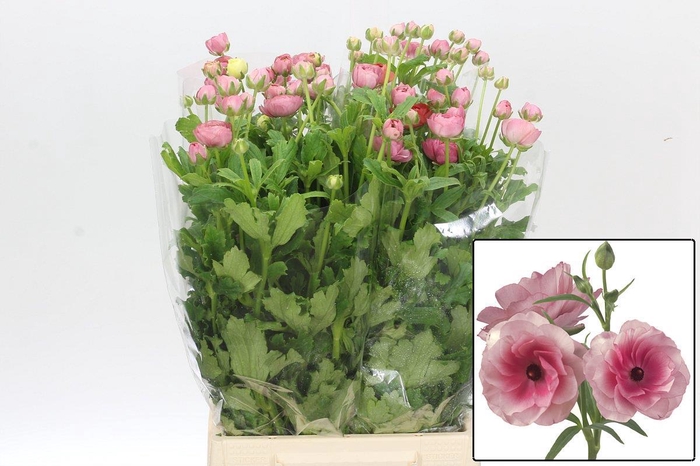 <h4>RAN BUTTERFLY HERA</h4>