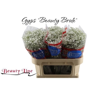 GYPS PA BEAUTY BRIDE