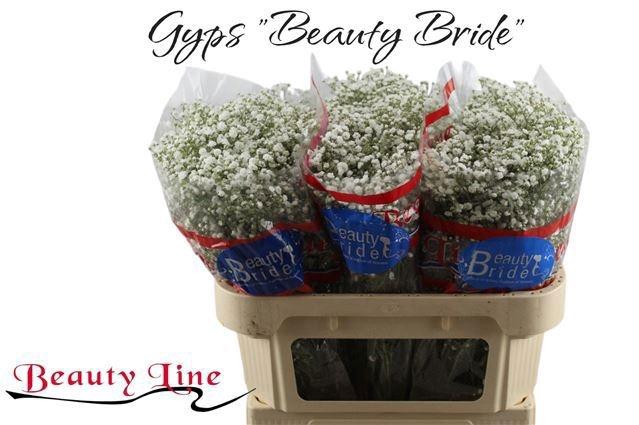 <h4>GYPS PA BEAUTY BRIDE</h4>