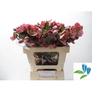 HELL FRK PENNYS PINK