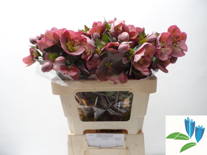 <h4>HELL FRK PENNYS PINK</h4>