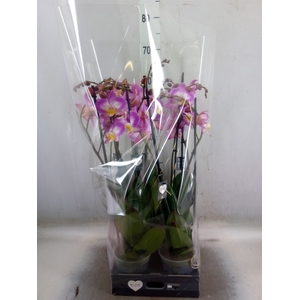 Phalaenopsis  'Ant Split'