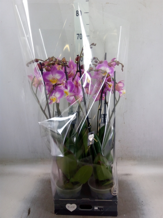 <h4>Phalaenopsis  'Ant Split'</h4>