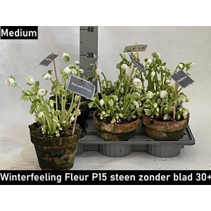 Hell Ni Winter Fleur Stenen Pot P15
