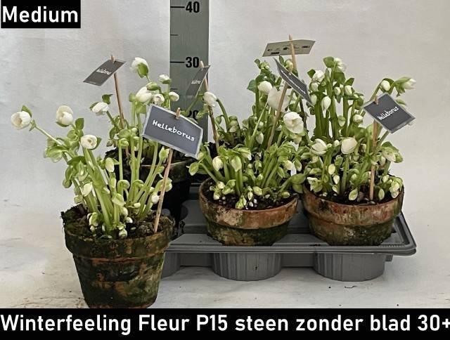 <h4>HELL NI WINTER FLEUR</h4>