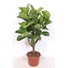 Ficus lyrata