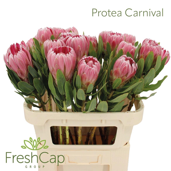 <h4>Protea Carnival</h4>
