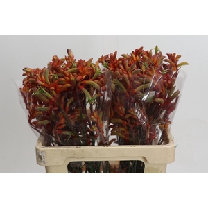 Kangaroo Paw Rampaging Roy Slaven