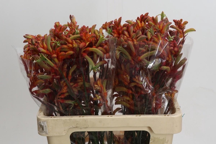 <h4>Kangaroo Paw Rampaging Roy Slaven</h4>