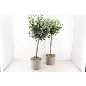 arr3 SN - Ker. taupe pot Olijf XL x3