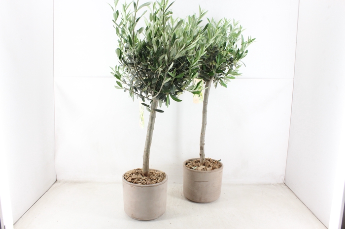<h4>arr3 SN - Ker. taupe pot Olijf XL x3</h4>
