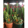 Arrangementen Cactus H%