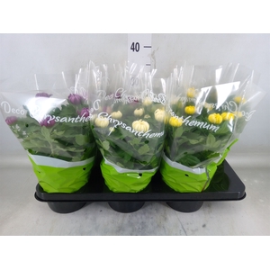 Chrysanthemum  'Cosmo'  ..mix