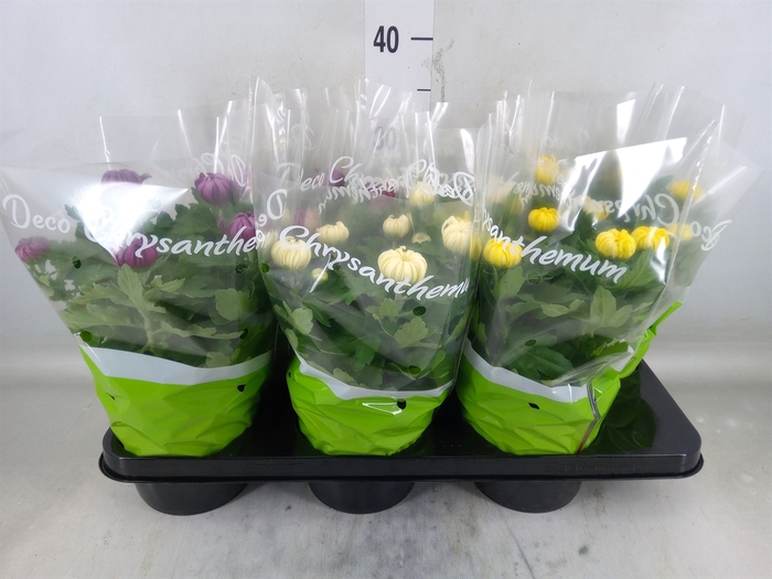 <h4>Chrysanthemum  'Cosmo'  ..mix</h4>