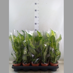 Dieffenbachia  'Mars'