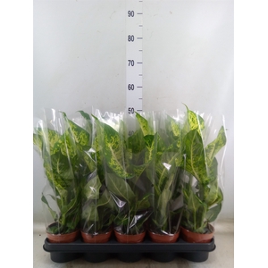 Dieffenbachia  'Mars'