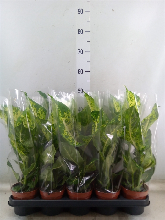 <h4>Dieffenbachia  'Mars'</h4>