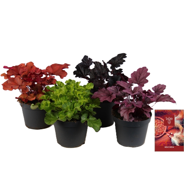 <h4>Heuchera Indian Summer mixlaag</h4>
