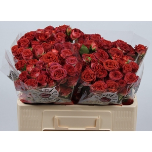 R TR CHOCOLA BUBBLES