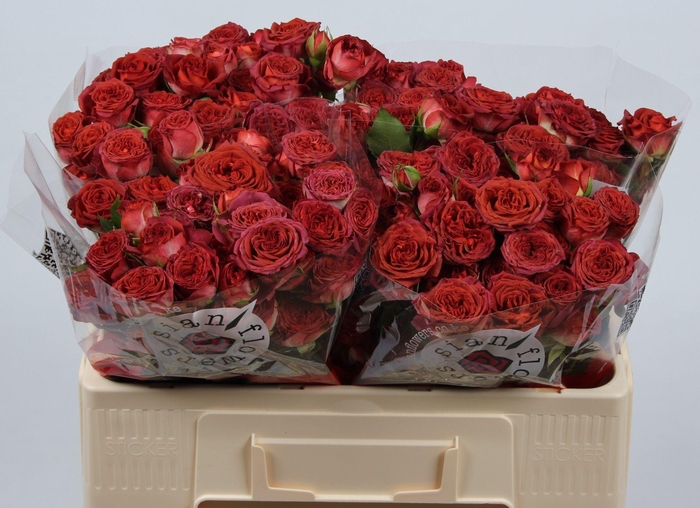 <h4>R TR CHOCOLA BUBBLES</h4>