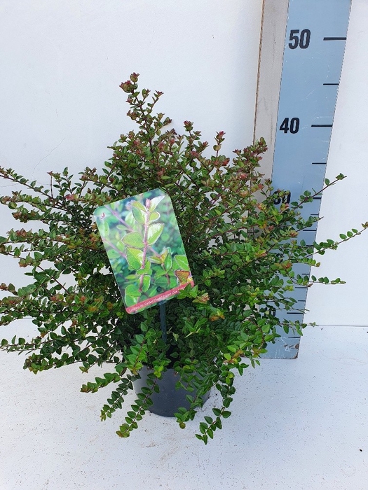 <h4>Lonicera nit. Garden Clouds Copper Glow C2</h4>