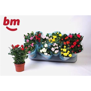 Rosa Beau Monde Gemengd 10,5 Cm Klo