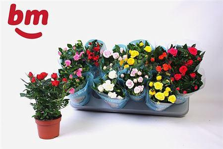 <h4>Rosa Beau Monde Gemengd 10,5 Cm Klo</h4>