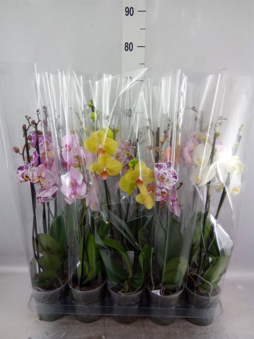 <h4>Phalaenopsis   ...mix  5</h4>