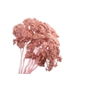 Achillea Pink Wash