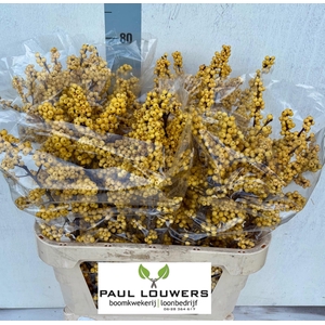 ILEX VE MAG CITRONEL