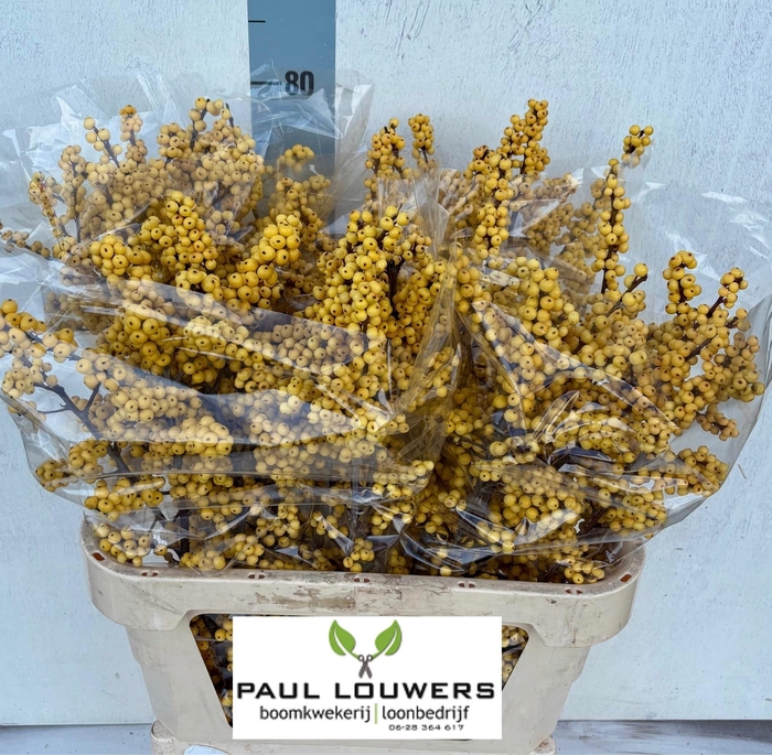 <h4>ILEX VE MAG CITRONEL</h4>