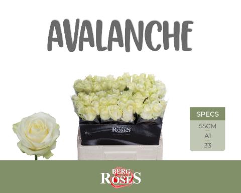 Rosa la avalanche+