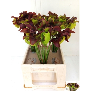 SARRACENIA OV