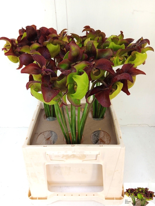 <h4>SARRACENIA OV</h4>