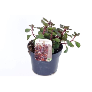 Sedum spurium Purple winter