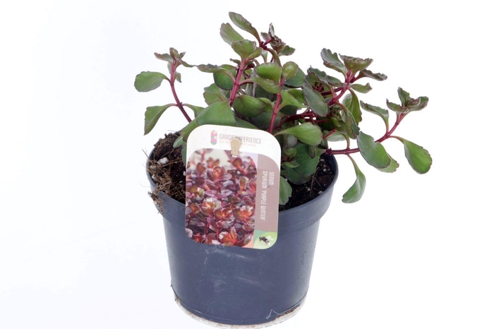 <h4>Sedum spurium Purple winter</h4>