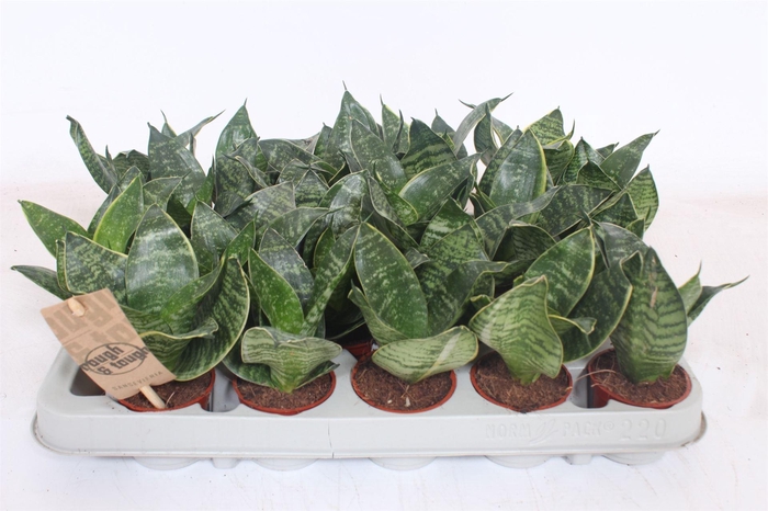 <h4>Sansevieria trifa. 'Hahnii'</h4>