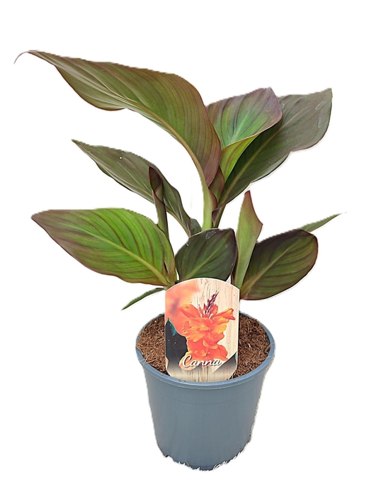 <h4>Canna Pacific Beauty</h4>