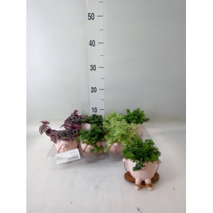 Arr.   Kamerplant Groen L%