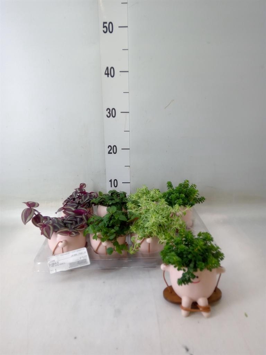 <h4>Arr.   Kamerplant Groen L%</h4>